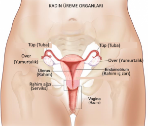 Kadın Üreme Organları Nelerdir