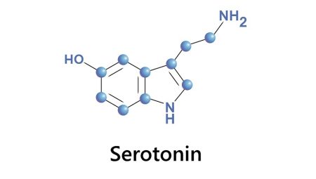 Serotonin Nedir, Serotonin Hormonu Hakkında Bilgi